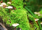 试管婴儿冻胚移植成功，你可能会经历的症状分析